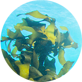 海藻のエキス※ ※アラリアエスクレンタエキス