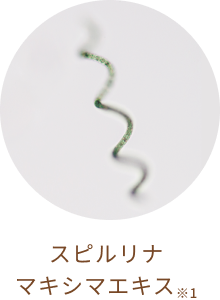 スピルリナ マキシマエキス※1