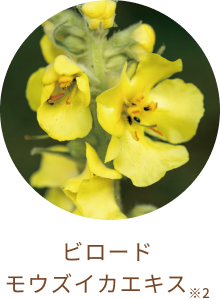 ビロード モウズイカエキス※2