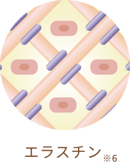 エラスチン※6
