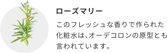 ローズマリー  このフレッシュな⾹りで作られた化粧⽔は、オーデコロンの原型とも⾔われています。