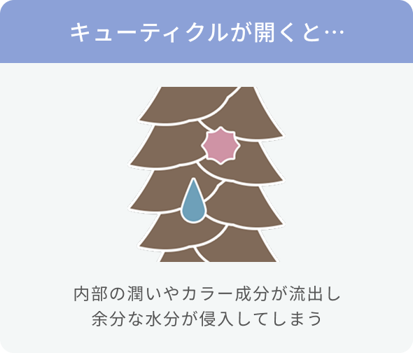 キューティクルが開くと…  内部の潤いやカラー成分が流出し余分な水分が侵入してしまう