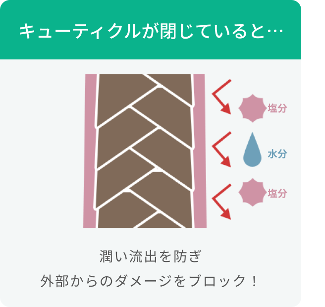 キューティクルが閉じていると…  塩分 水分 塩分  潤い流出を防ぎ外部からのダメージをブロック！