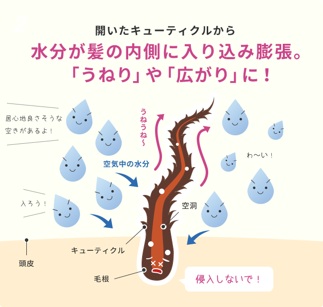 2  開いたキューティクルから水分が髪の内側に入り込み膨張。「うねり」や「広がり」に！  居心地良さそうな空きがあるよ！  うねうね〜  空気中の水分  入ろう！  わ〜い！  空洞  頭皮  キューティクル  毛根  侵入しないで！