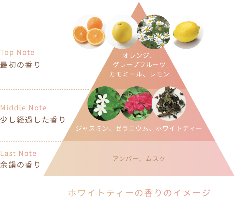 Top Note  最初の香り  オレンジ、グレープフルーツ カモミール、レモン  Middle Note  少し経過した香り  ジャスミン、ゼラニウム、ホワイトティー  Last Note  余韻の香り  アンバー、ムスク ホワイトティーの香りのイメージ