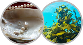 真珠貝由来成分 褐藻エキス