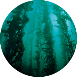 世界一長い海藻 ジャイアントケルプ