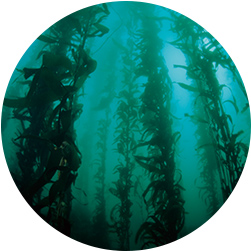 世界一長い海藻 ジャイアントケルプ