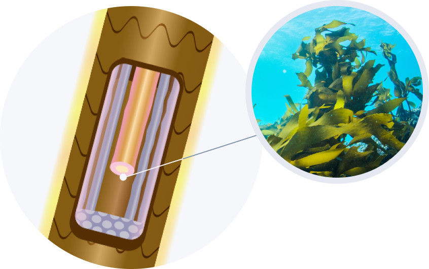 Top  ピンクグレープフルーツ、オレンジ  Middle  ミュゲ、ローズ  Last  アンバー、ムスク  香りのイメージ