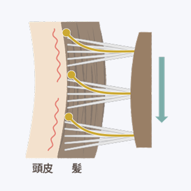 頭皮　髪