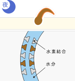 夜 水素結合 水分 > 夜 ヒートメモリー > 朝 ヒートメモリー
